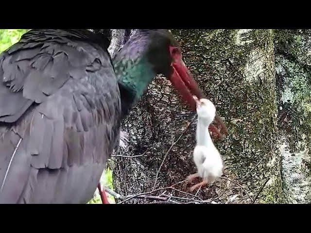 2022-05-28 18:19 - Black Stork Nest 2: Mother removes smallest chick