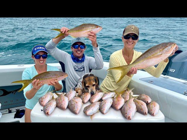 *MASSIVE YELLOWTAIL* and a HUNGRY DOG! Snapper Catch/Clean/Cook