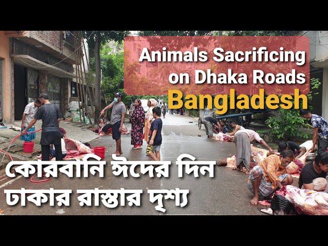 কুরবানি ঈদের দিনে ঢাকার রাস্তায় গরু কোরবানি | Qurbani Goru 2023 | Eid day Walking in Dhaka City