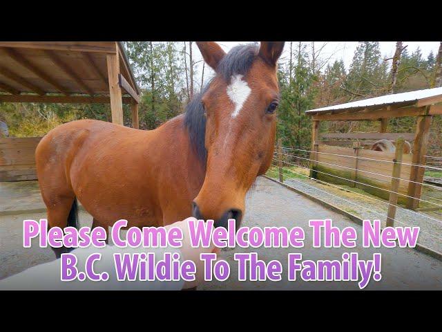 Please Welcome The New B.C. Wildie Here! She's A Beauty!