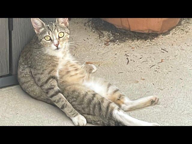 Man takes in stray cat, then comes the big surprise