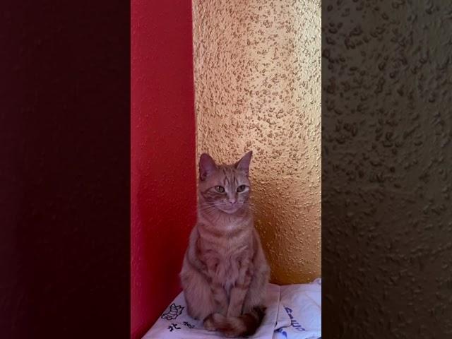 Gingie knows that she needs to stand still for a photo to find adoptive parents. #homelesscat #cat