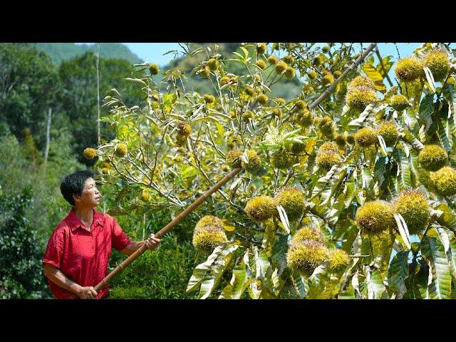 Grandma picks chestnuts and eats snowskin chestnut mooncakes during the Mid-Autumn Festival.