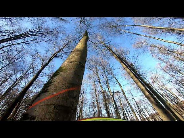 Laubholzernte / Buchen fällen #wood #buche #timber #forst #forestry #chainsaw #husqvarna #wald