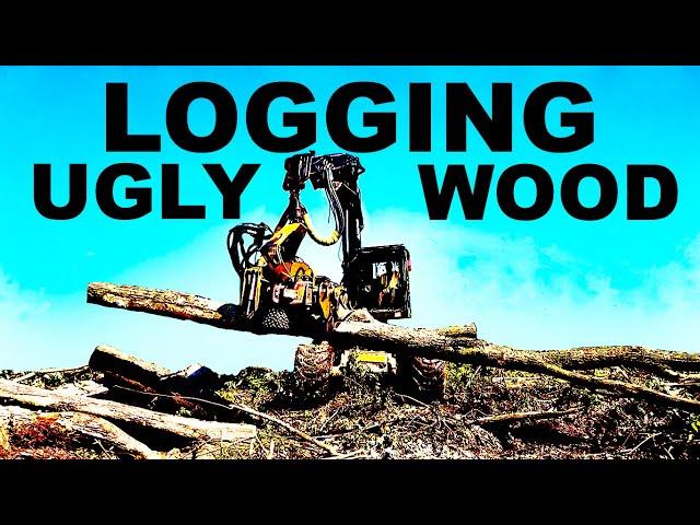 LOGGING UGLY WOOD!