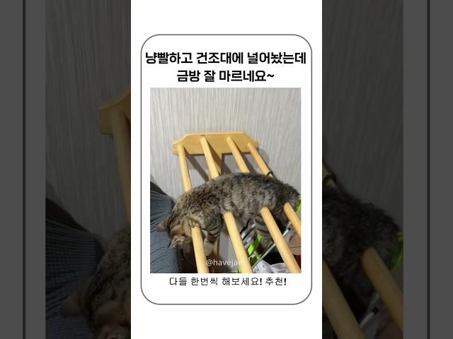 냥빨하고 다들 한번씩 해보세요~