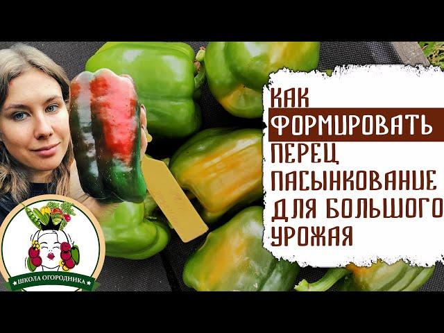 КАК ФОРМИРОВАТЬ ПЕРЕЦ. ПАСЫНКОВАНИЕ ДЛЯ БОЛЬШОГО УРОЖАЯ.