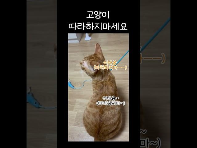 ※주의※ 너무 잘하면 고양이에게 상처를 줄 수 있음. 책임안짐. #shorts #cat #고양이 #시트콤