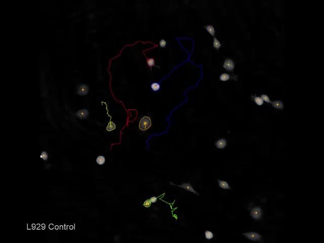 Live-cell analysis of L929 cells with Colcemid drug treatment | HoloMonitor®