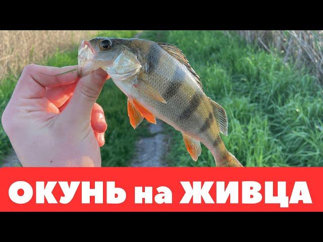 РЫБАЛКА на ЖИВЦА с ПОПЛАВКОМ или КАК ЛОВИТЬ на ЖИВЦА ОКУНЯ