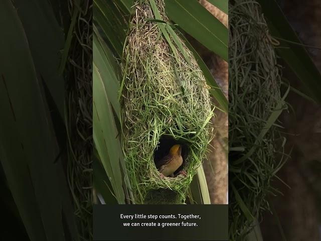 Two Floors, One Nest!  🪹️ #weavers #nest #birdlife  #duplex