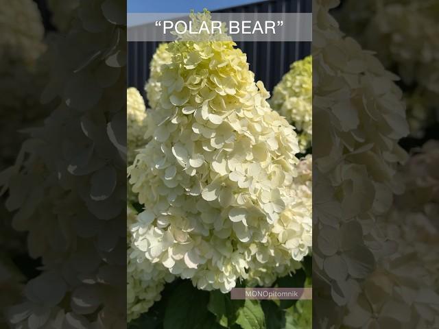 Гортензия метельчатая «Polar Bear»