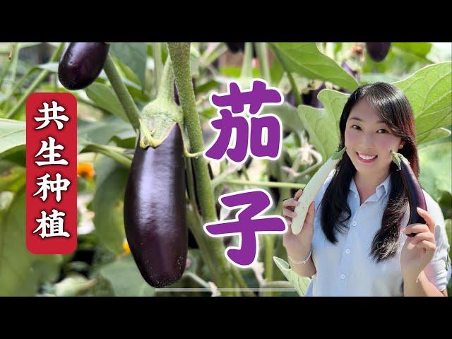 【Gardening】 共生种植：7 plants next to eggplant avoid pests and diseases. 茄子与这7种菜搭配种，病虫害少、产量高，但千万不要与这2类种