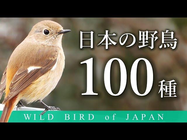 解説！日本の野鳥100種【秋・冬編】