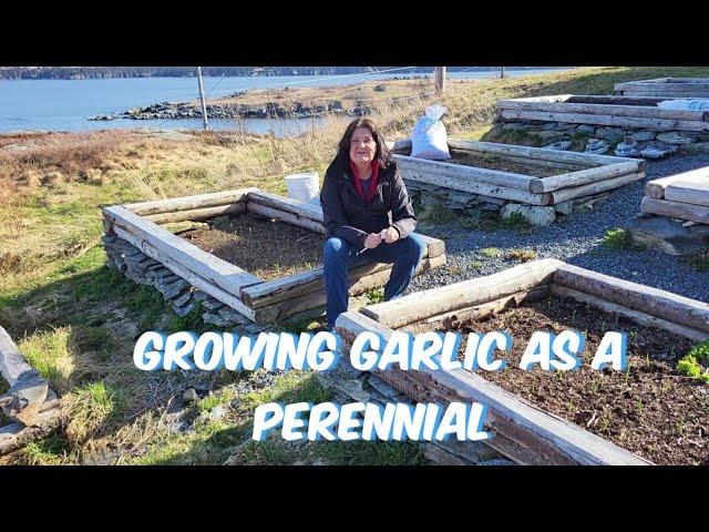 Growing Garlic as a PERENNIAL