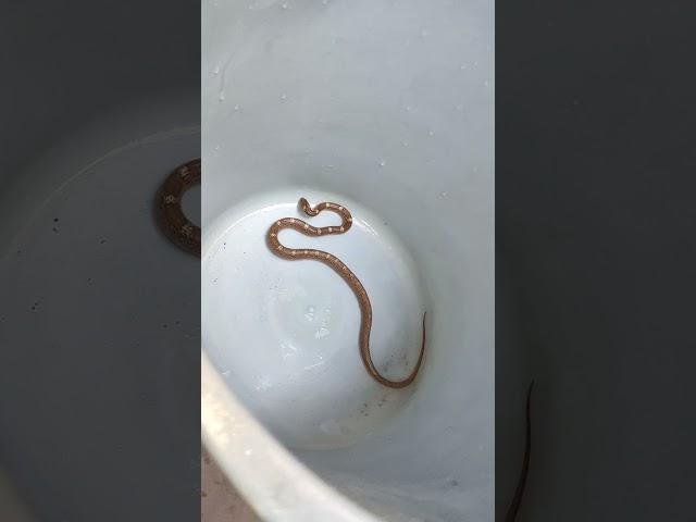 snake in bucket