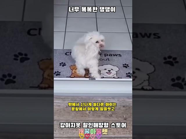 우리집강아지도 이랬으면 좋겠다 #똑똑한강아지 #강아지 #강아지웃긴영상 #댕댕이  -개꿀아울렛 #shorts