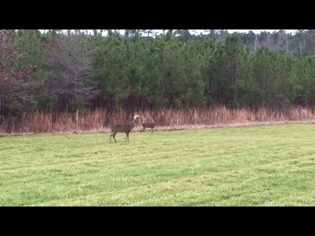 Poacher shoots deer right in front of us