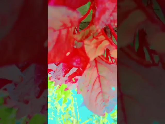 prince kumar Vuitton bags of candy and prince Harry Potter and the #spotify #song #mupsic