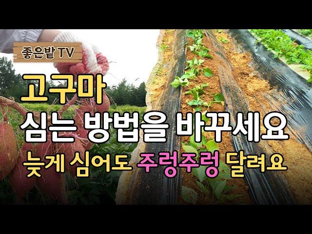 고구마 심는 방법을 바꾸세요. 늦게 심어도 주렁주렁 달려요