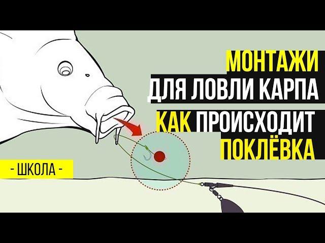 Монтажи для ловли карпа. Как происходит поклевка в карпфишинге? Тестируем на земле..