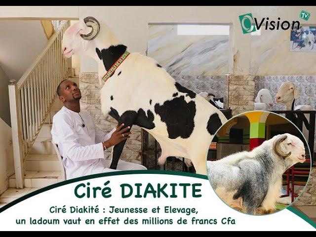 O'Découverte: Ciré Diakité: Youth and Breeding, a ladoum is indeed worth millions of CFA francs