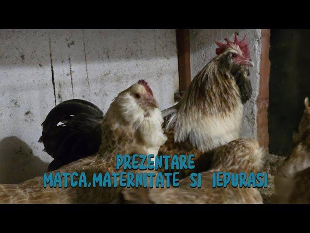 Viața la Țară - episodul 74 - Prezentare matca , incubatoare și iepurași 