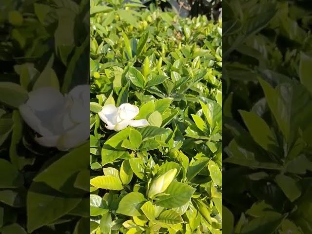 Gardenia flowers are in bloom. So beautiful，so white，栀子花开