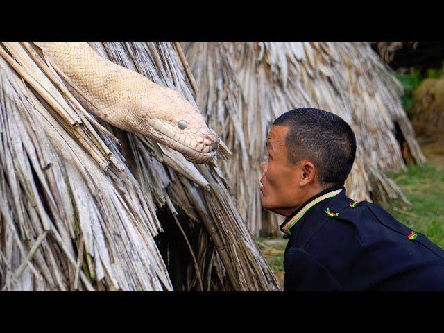 Dwarf family PANIC-shock giant pythons attack chicken farm | makes traditional cake