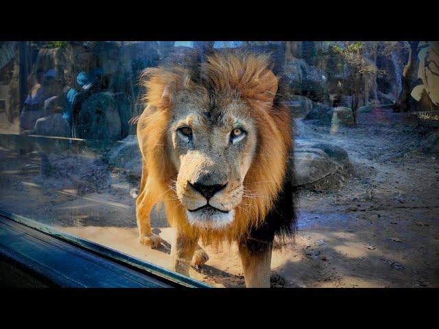 Houston Zoo Full Tour