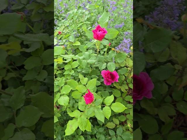 Roses: Princess Anne, Queen of Sweden, Gabriel Oak, Winnipeg Parks Rose