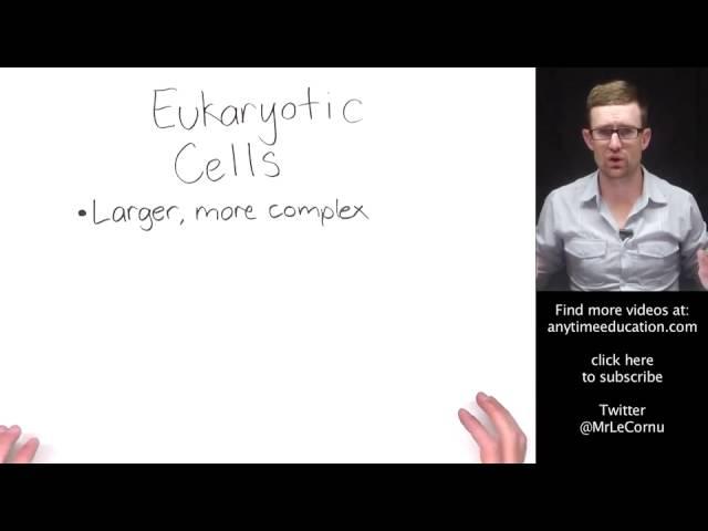 Prokaryotic and Eukaryotic Cells