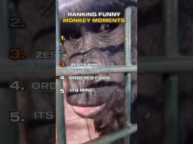 Ranking funny monkey moments  #meme #memes #monkey #animals #zoo #rank #ranking #brainrot #lol