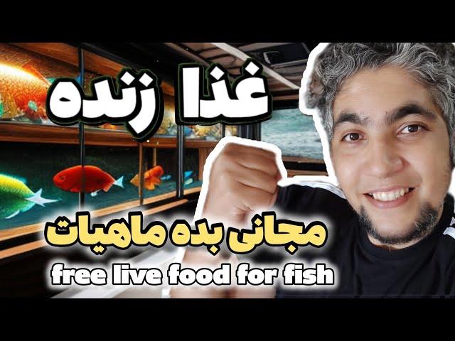 با این روش ،یه غذای زنده رایگان درست کن free live for fish 