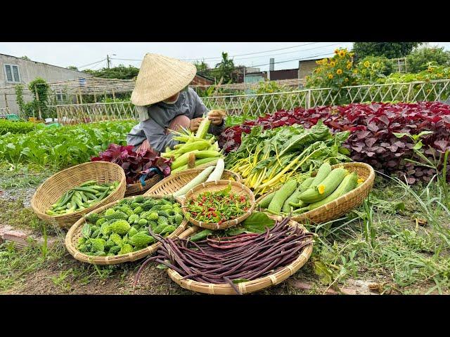 Harvesting bird chilli, bitter melon, luffa, orka, corn, red amaranth and purple cowpea #farming