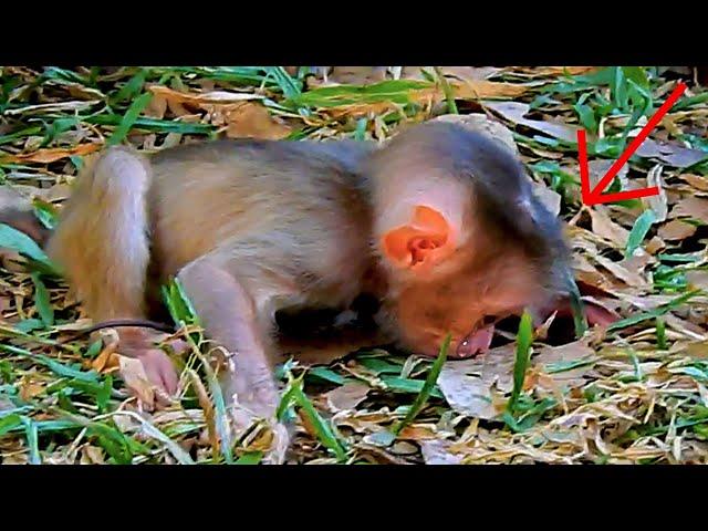 Breaking News! Cute Monkey. What Happened Libby's New Baby..? | Nice Clip Baby Monkey | TOP Monkeys