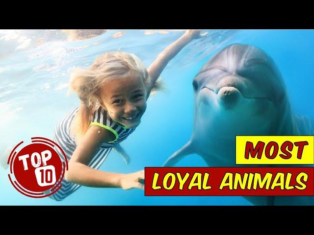 Top 10 Most LOYAL ANIMALS In The World  Extreme Loyal Pets