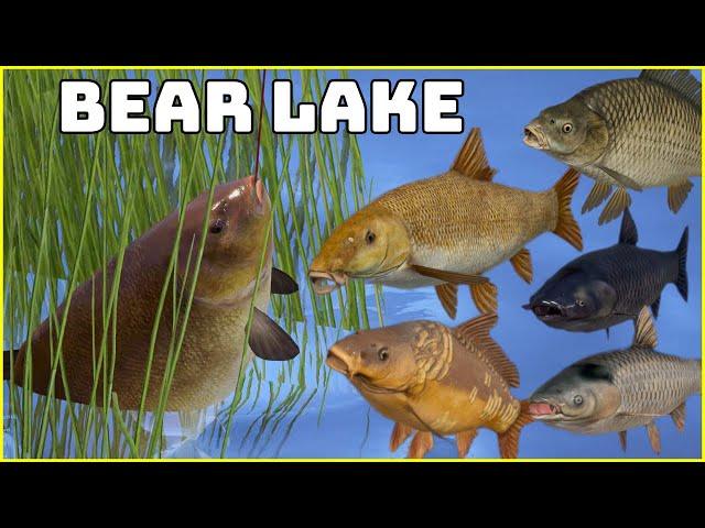 Barbel & Trophy Tench & Carp Bear Lake  | Russian Fishing 4