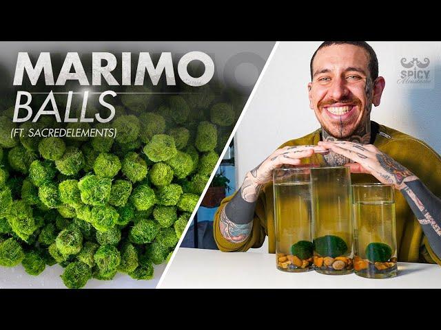 The Easiest Water Plant | Marimo Moss Ball