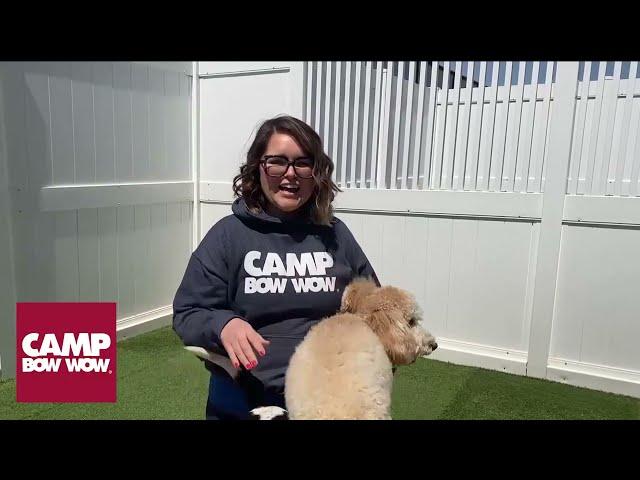 Camp Bow Wow Social Evaluation