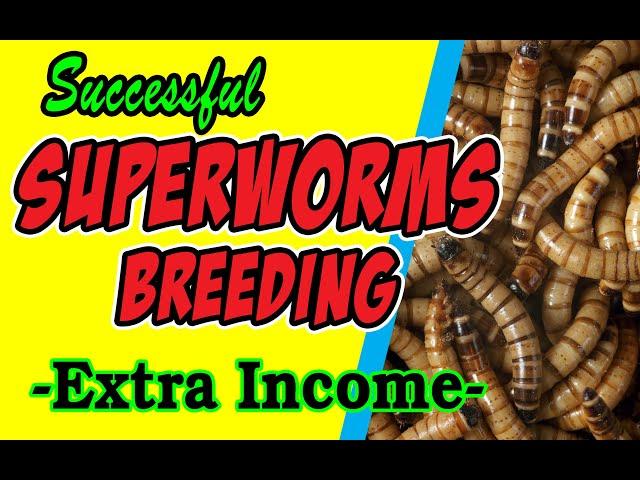 How to Breed Superworms / Extra Income