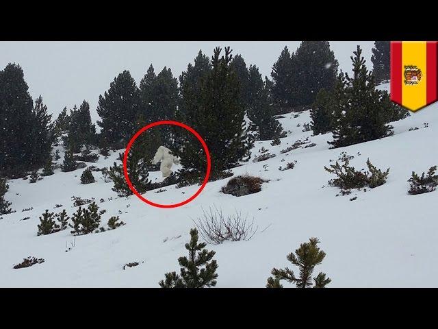 Yeti, bigfoot, sasquatch or abominable snowman spotted in Pyrenees Mountains of Spain - TomoNews