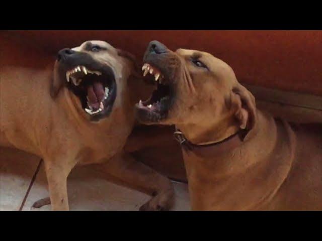 Original Fila Brasileiro -  OFB - The aboriginal Brazilian catch dog