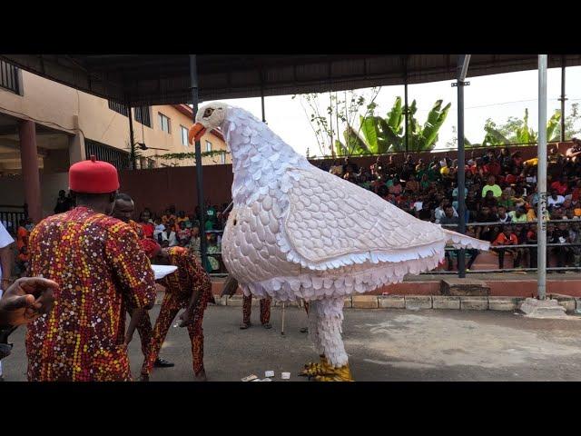 Enugwu Ukwu Ipia Agba Masquerade Festival 2022 || Anambra Nigeria