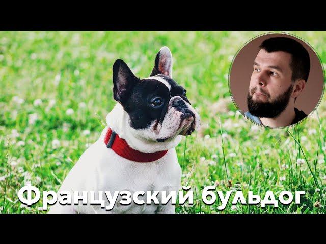 Порода собак “Французский бульдог” - рассказывают владельцы