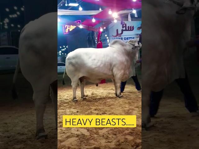 #bachray #safeer #cattlefarm #trending #hsnvlogs #animallover #1millionviews #viral #heavybull #bull