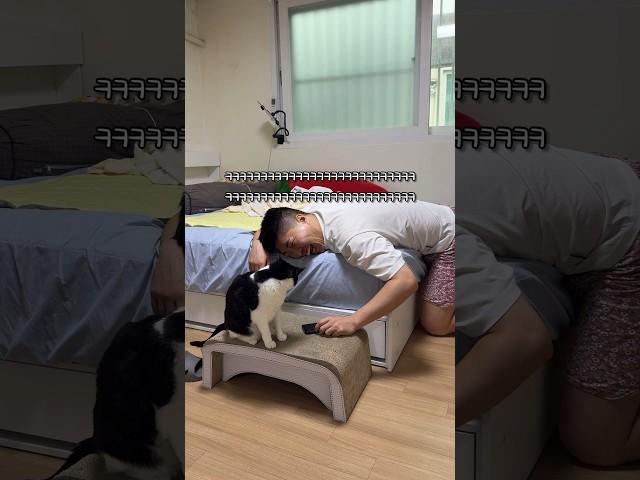 집사랑 듀엣 가능한 고양이 #shorts #shortvideo #고양이 #시트콤