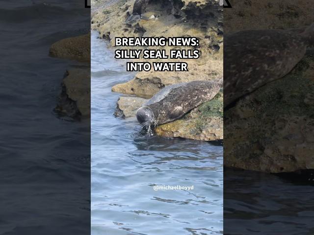 Breaking seal news! #seal