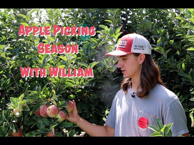 Apple Picking Season with William