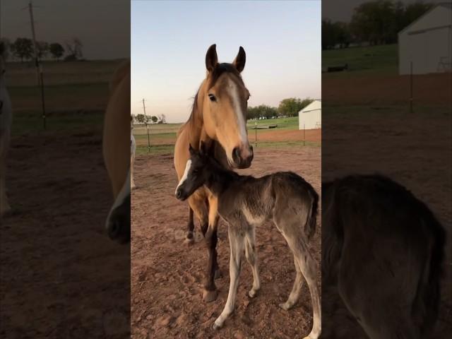 When you wake up to a baby horse in your backyard ️